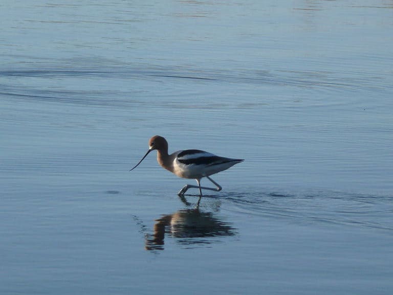 American Avocet in a lake: location: Saskatchewan Canada