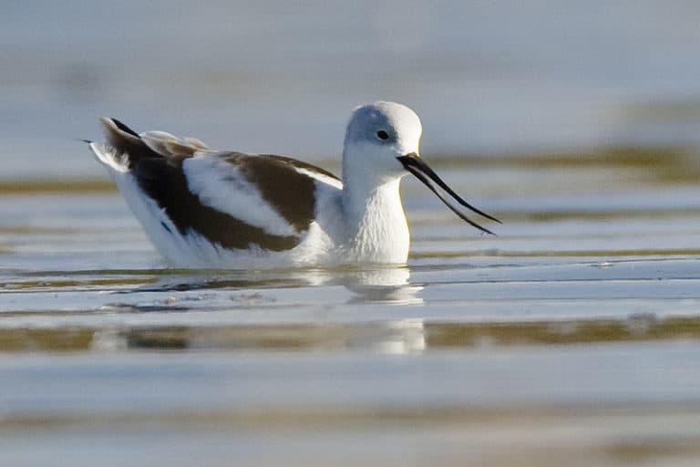 American avocet in water