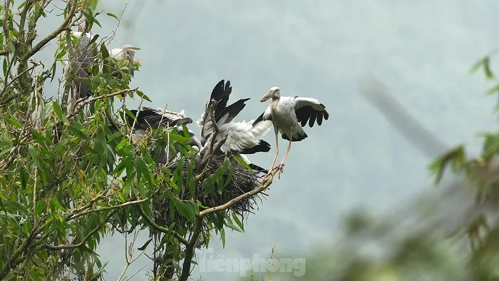  Một gia đình chim bên tổ ấm thời điểm cuối giờ chiều. 