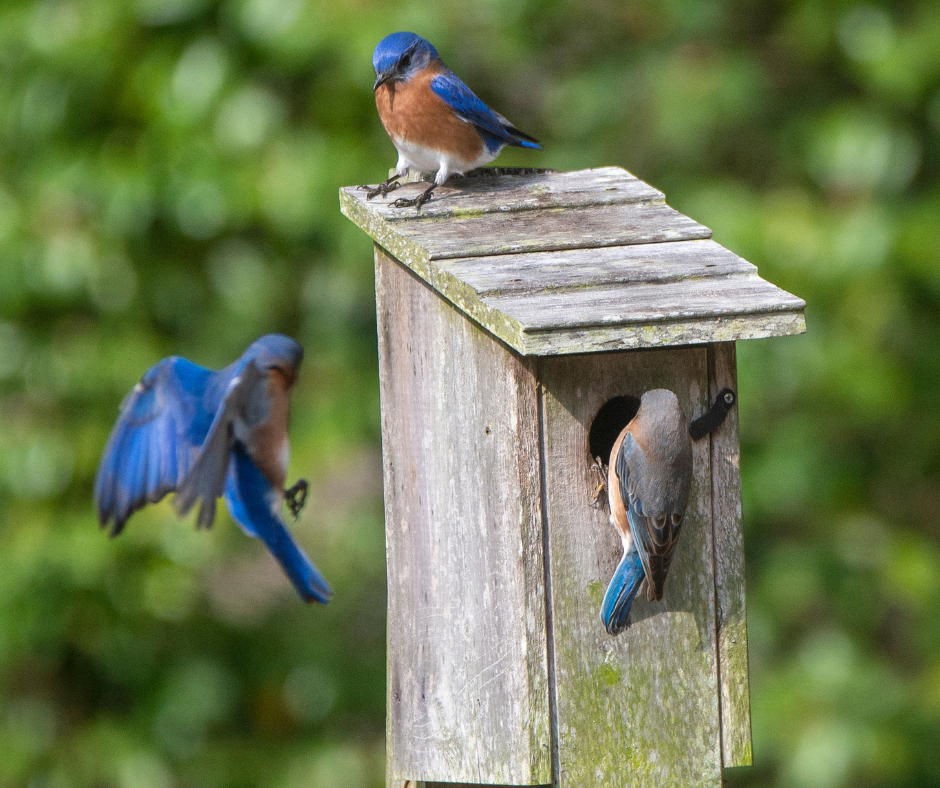 backyard birds | The Woodlands Township Environmental Services