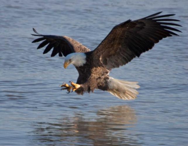 a bald eagle in flight skims the surface of a lake for fish