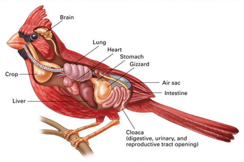 A Guide to Understand Bird with Diagram | EdrawMax Online