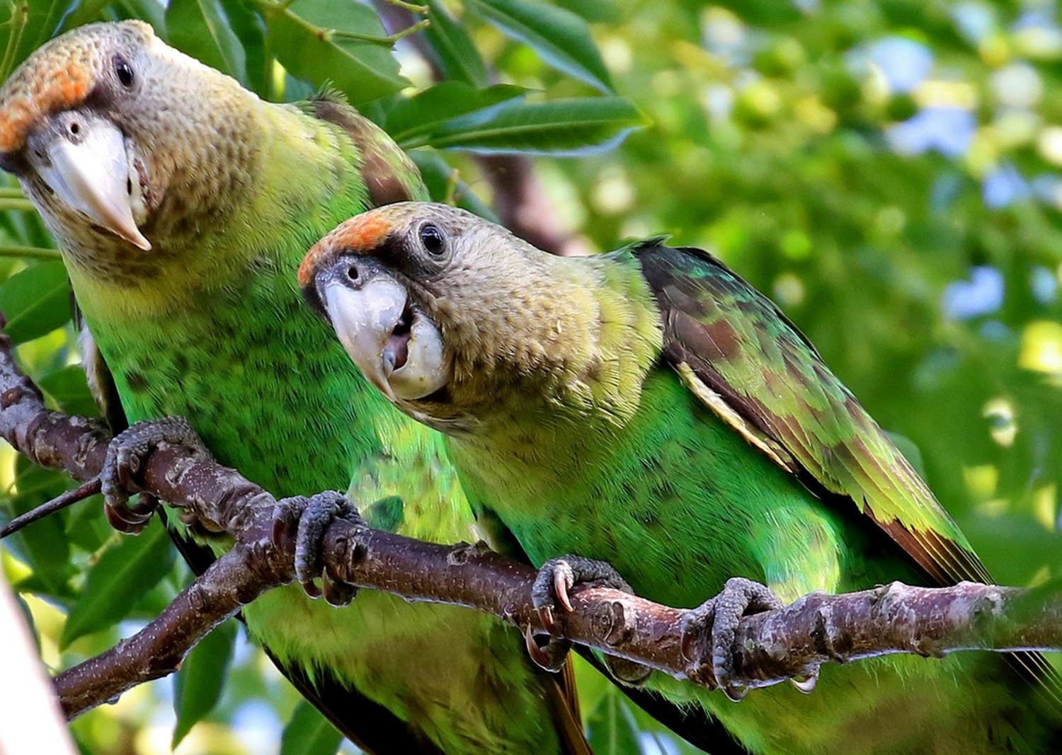 South Africa's Bird of The Year Announced For 2023!