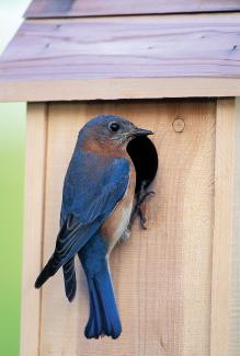 Male bluebird at opening of nest box