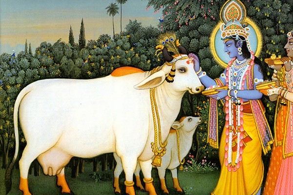 Con bò trong văn hóa Ấn Độ: Ý nghĩa không phải ai cũng biết!