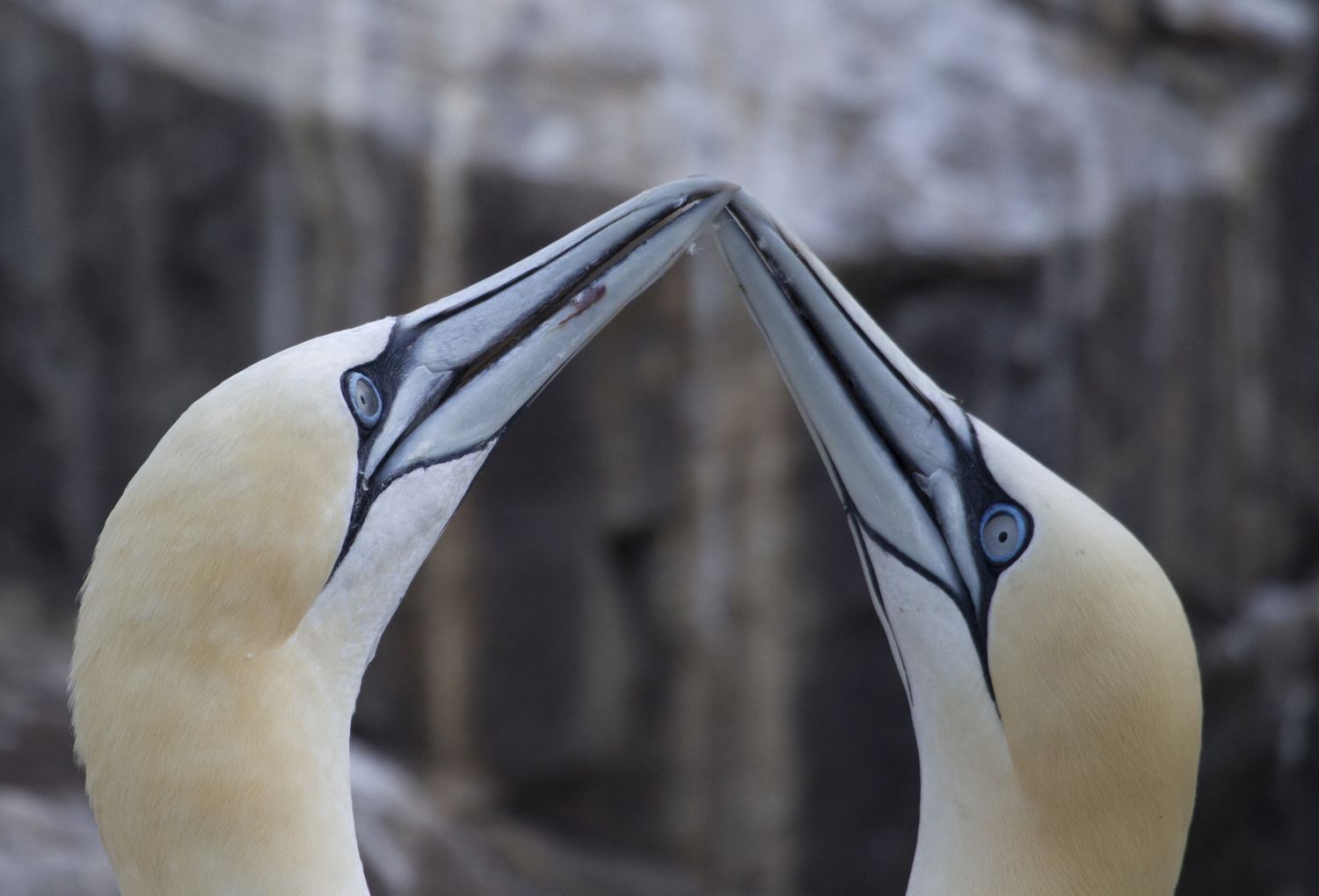 Birds touching beaks together