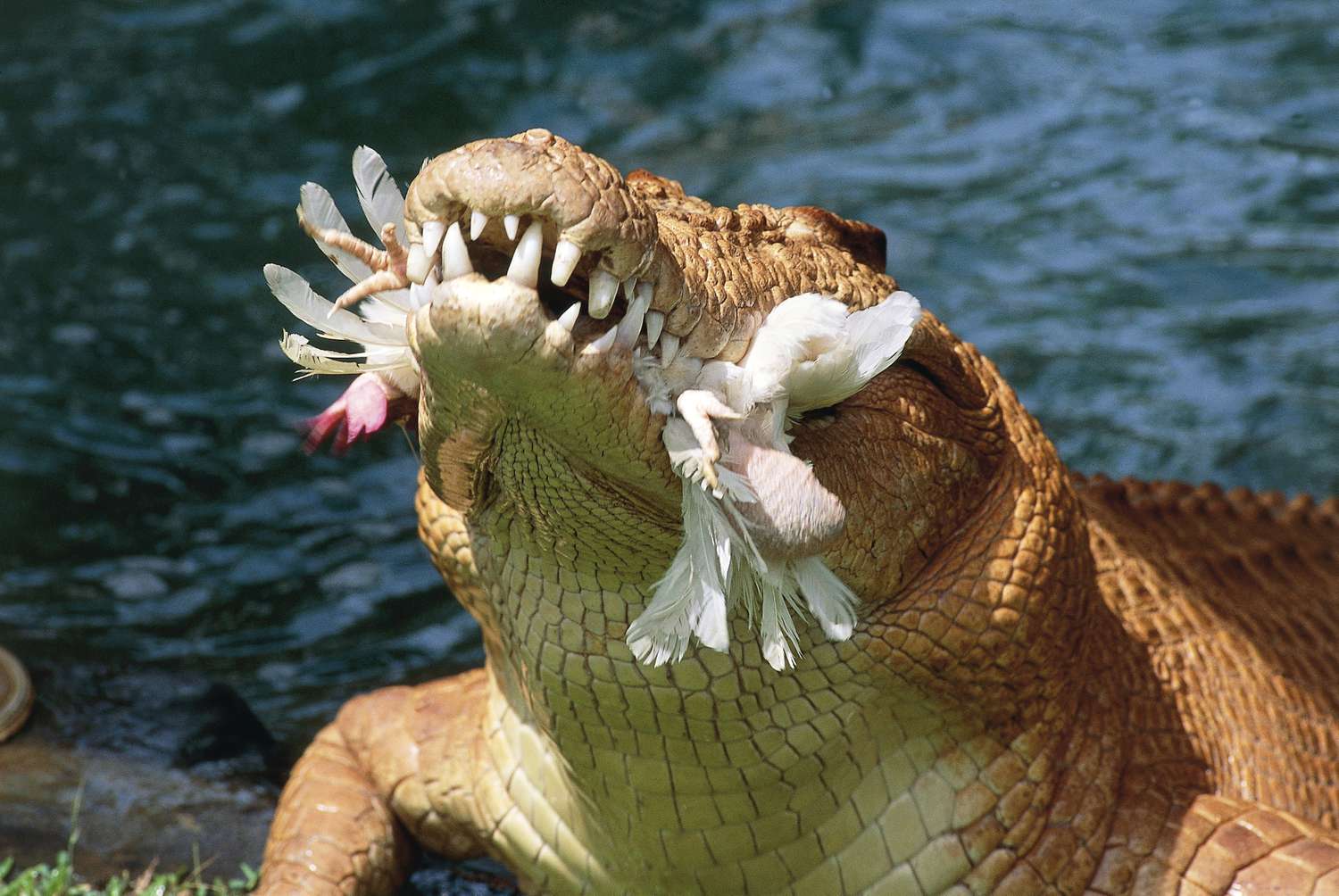 Crocodile chowing down on a bird