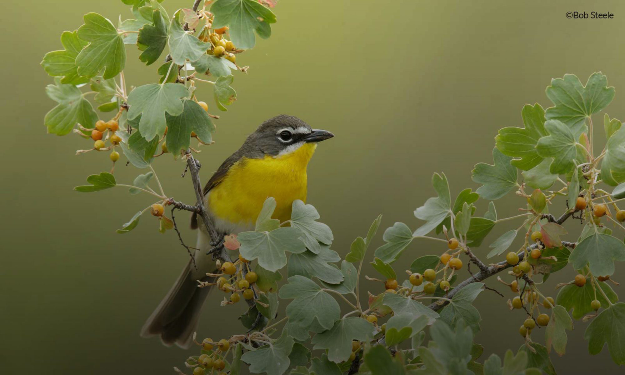 Kerncrest Audubon – Serving our Environment