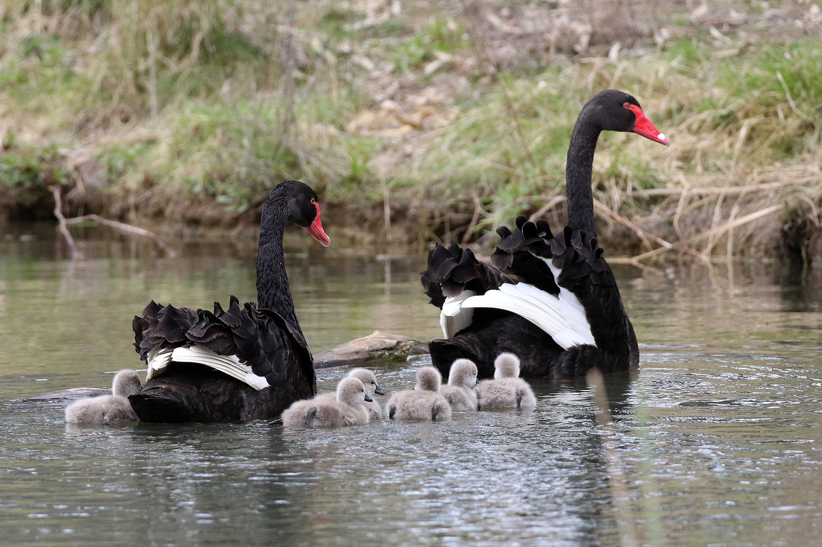 Pair of Black Swans (Cygnus atratus) with cygnets in water