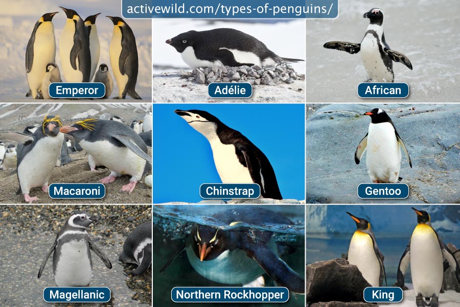 Different Species of Penguins and Their Varying Heights – Nature Blog  Network