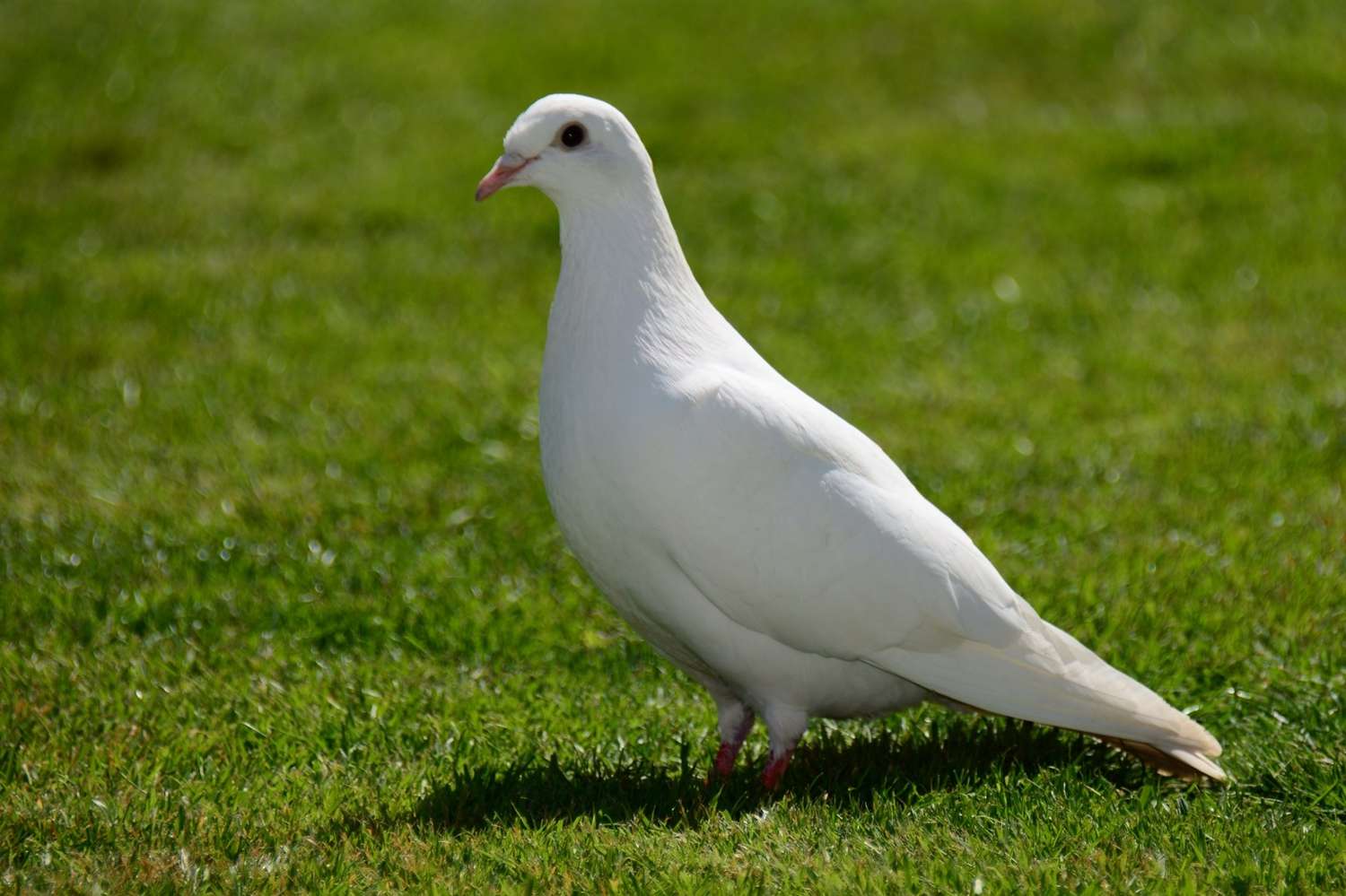 A dove is a type of columbiforme