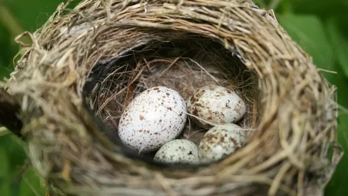 Loài chim này có thói quen thích đẻ trứng vào các tổ của loài khác