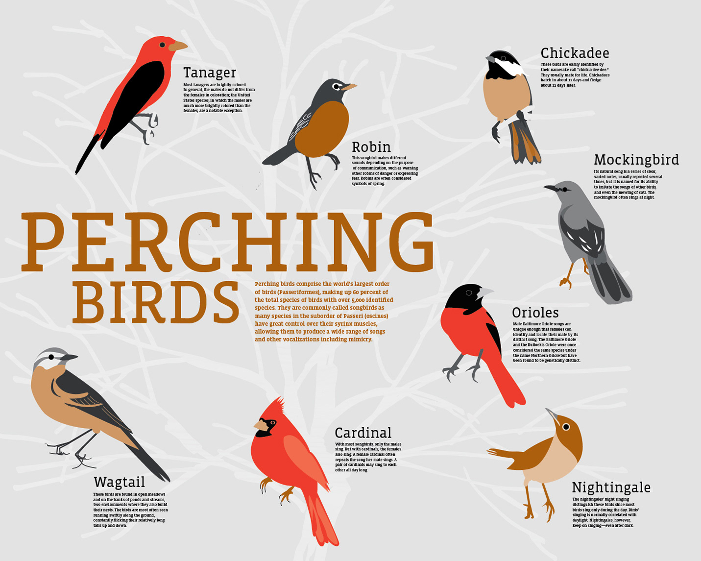 Collection Project: Perching Birds | Behance :: Behance