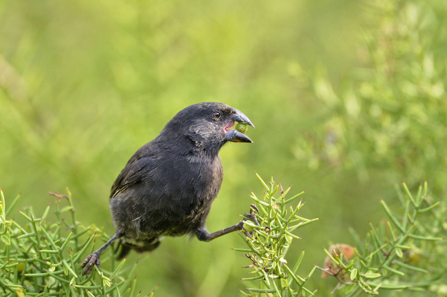 A Galapagos Finch