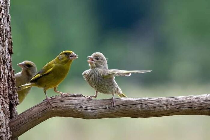 Funny-Birds-Threatening-Auras