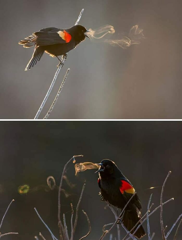 Funny-Birds-Threatening-Auras