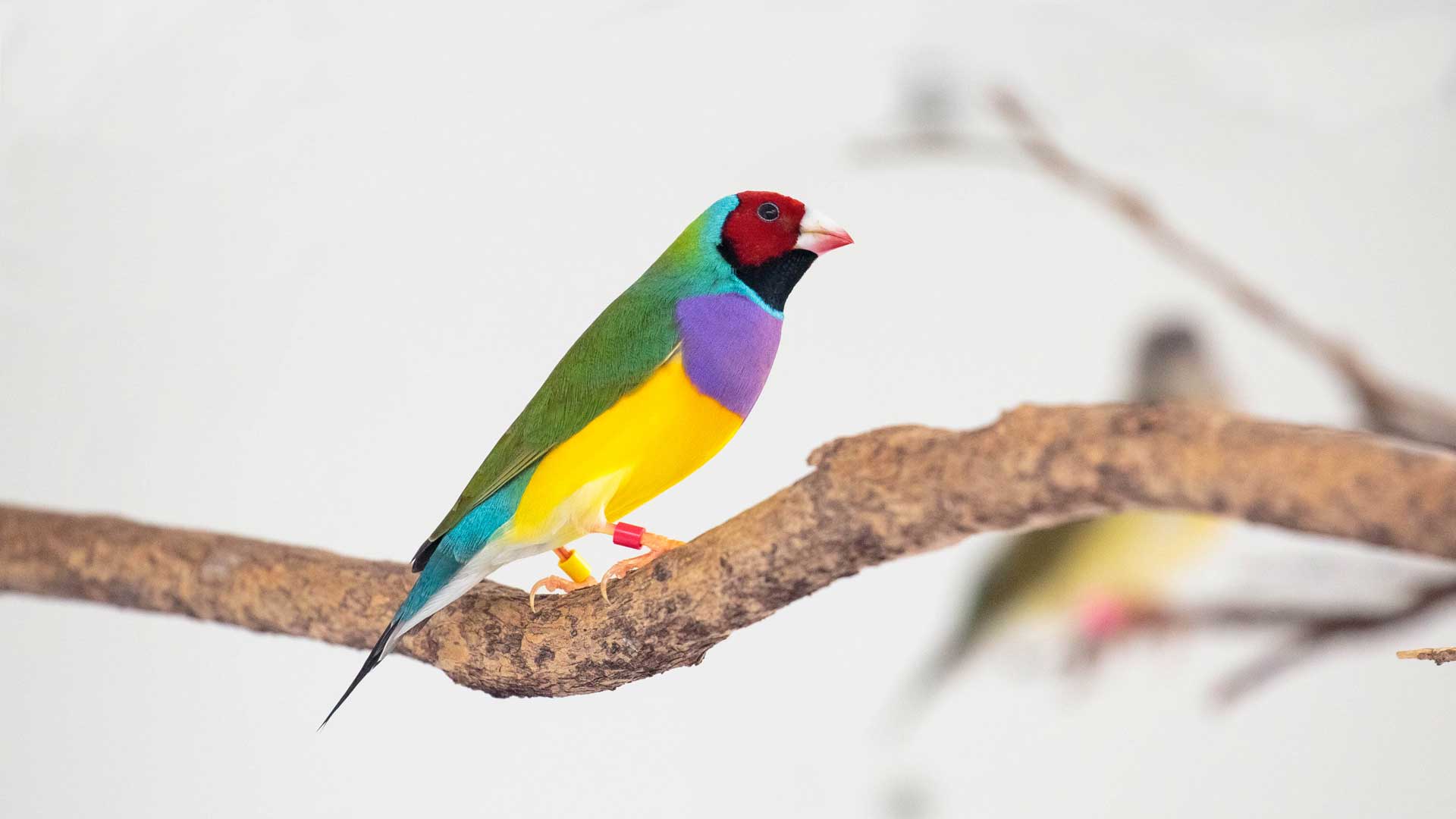 https://nguoinghe24h.com/wp-content/uploads/2024/01/gouldian-finch-gallery-1.jpg