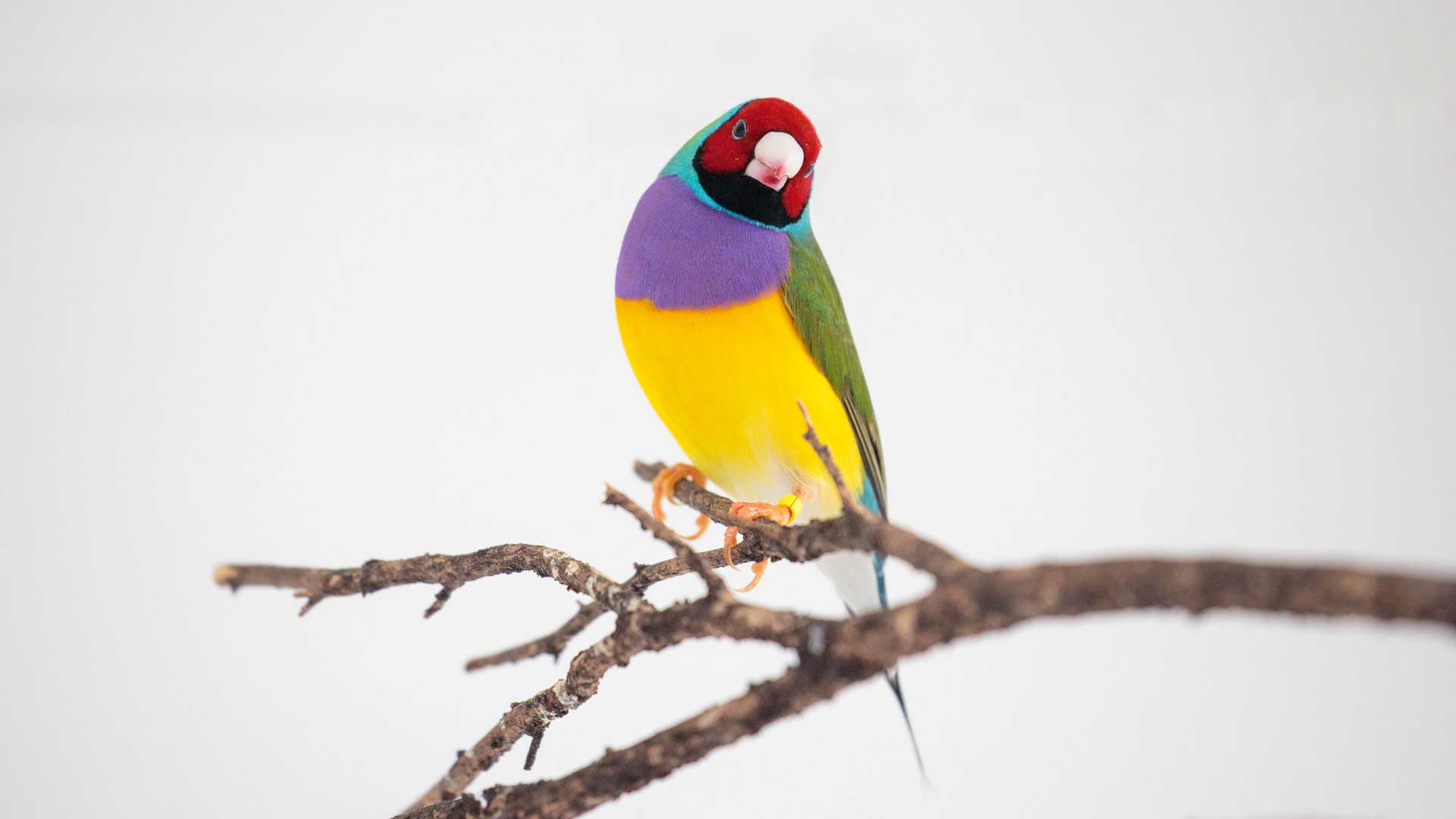 https://nguoinghe24h.com/wp-content/uploads/2024/01/gouldian-finch-gallery-2.jpg