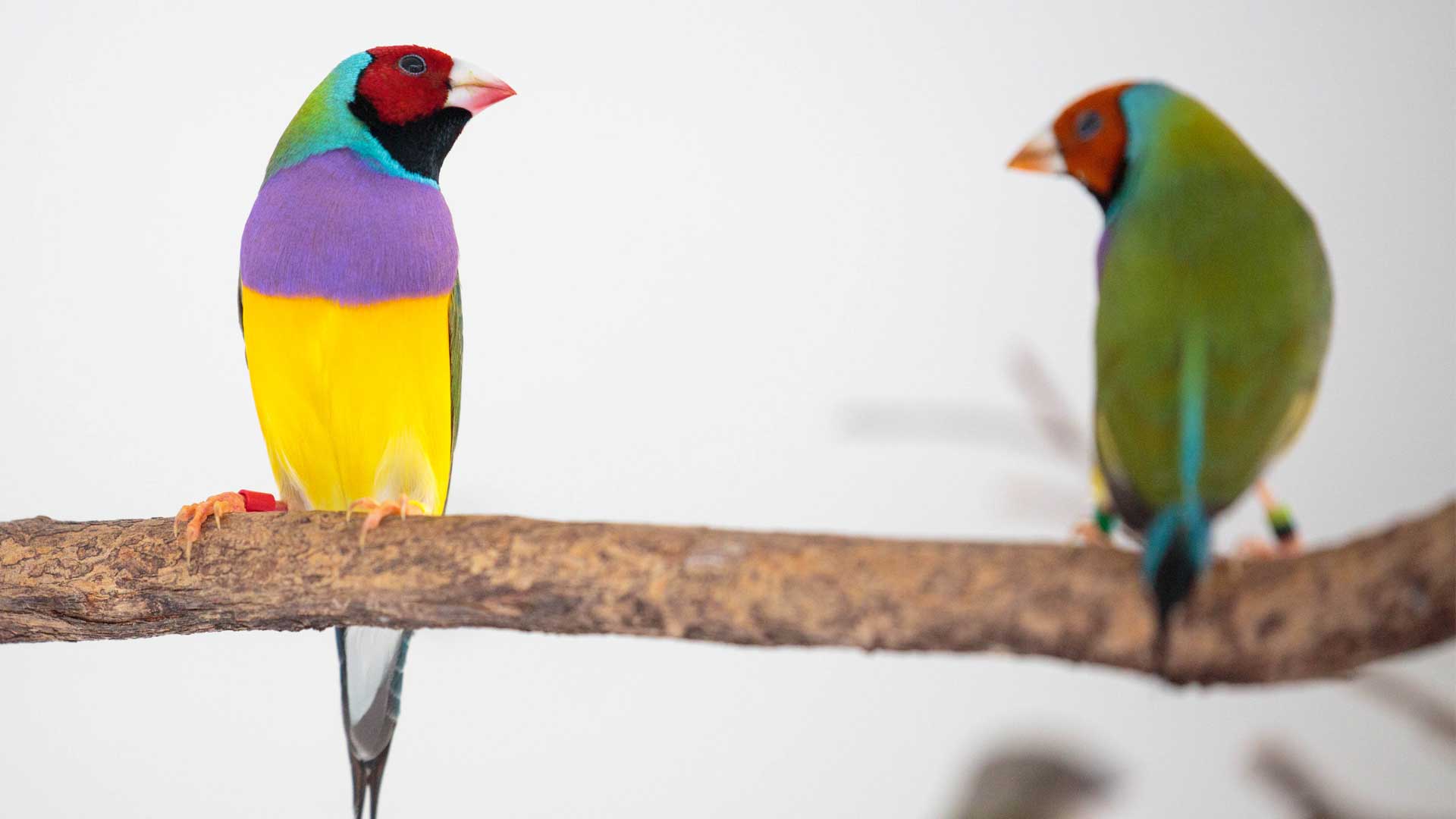 https://nguoinghe24h.com/wp-content/uploads/2024/01/gouldian-finch-gallery-3.jpg