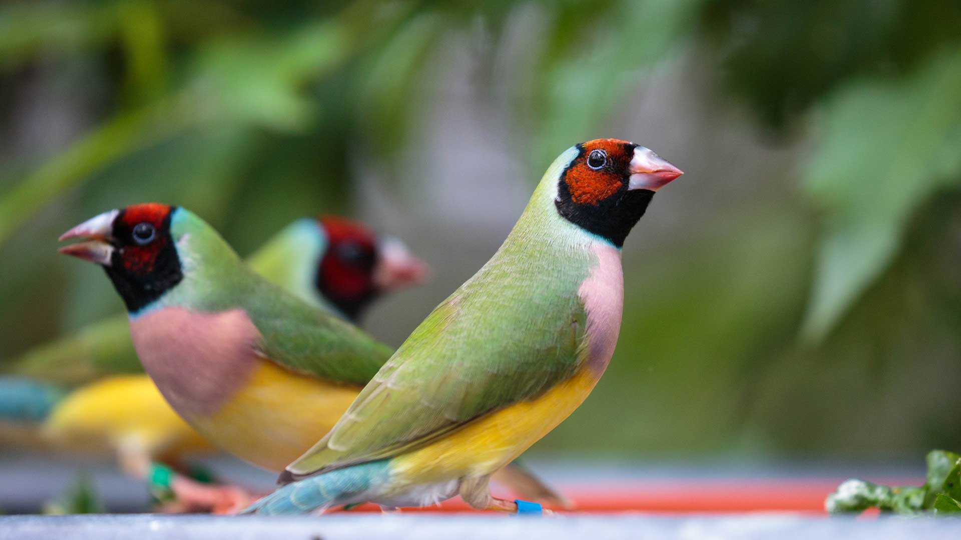 https://nguoinghe24h.com/wp-content/uploads/2024/01/gouldian-finch-gallery-5.jpg