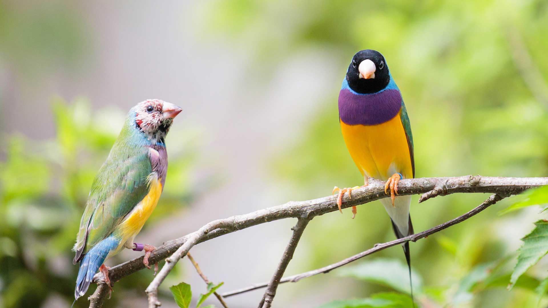 https://nguoinghe24h.com/wp-content/uploads/2024/01/gouldian-finch-gallery-6.jpg