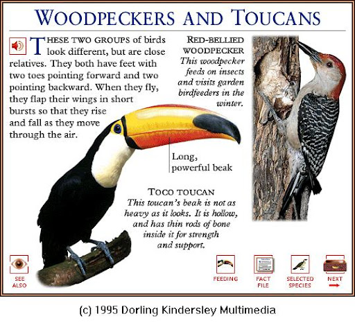 Red-bellied Woodpecker (Melanerpes carolinus) {!--붉은배딱다구리--> & Toco Toucan