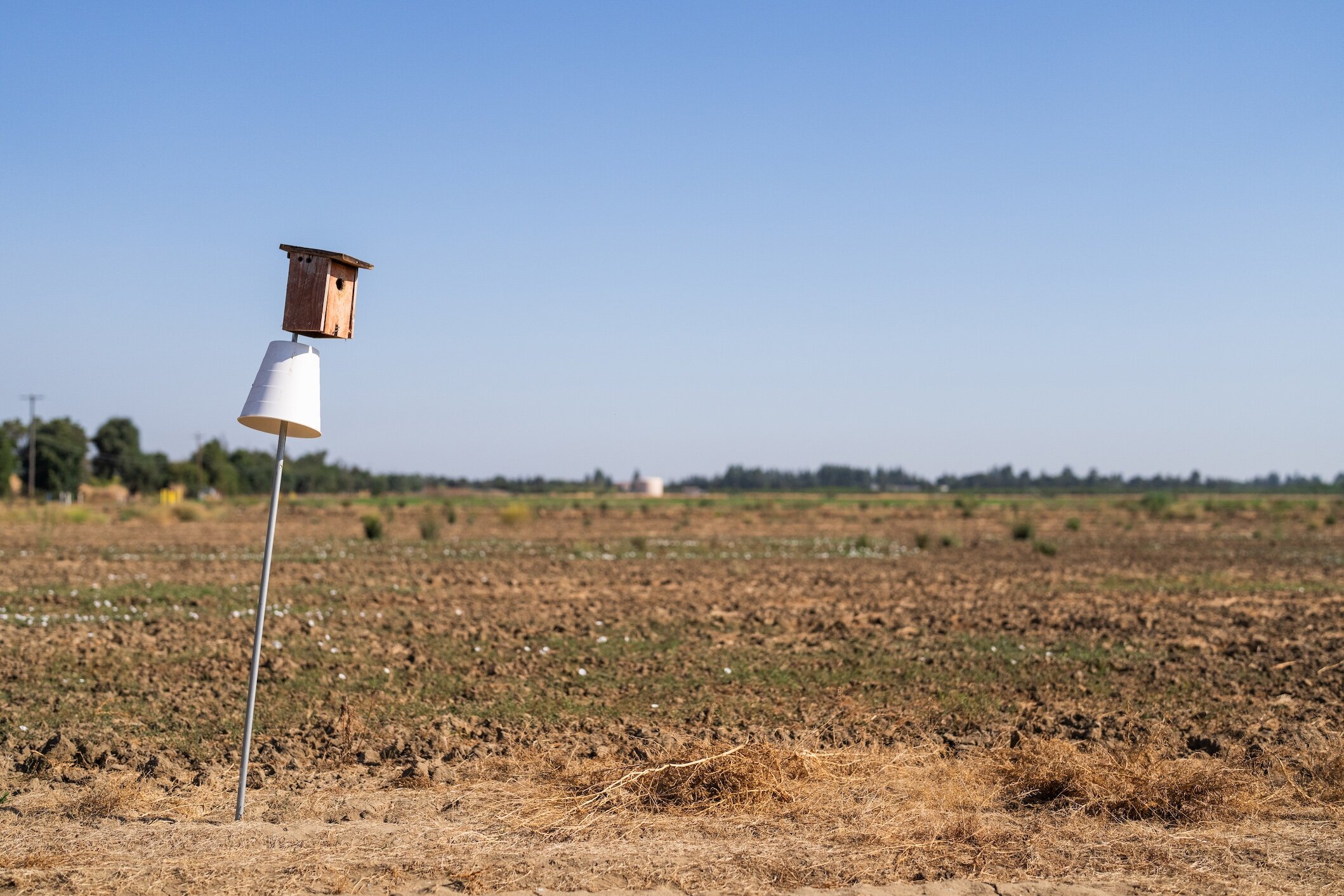 Heat waves harm bird reproduction on agricultural lands, research suggests
