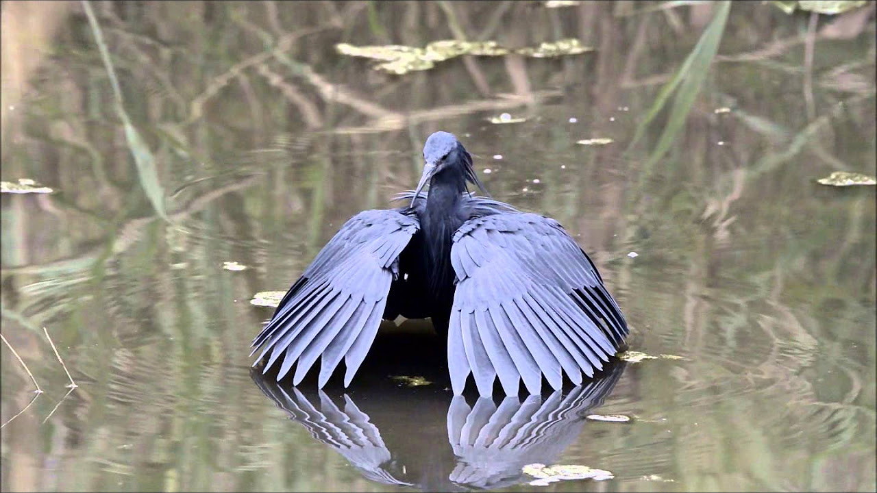 Black Heron (Egret) or Umbrella Bird - YouTube