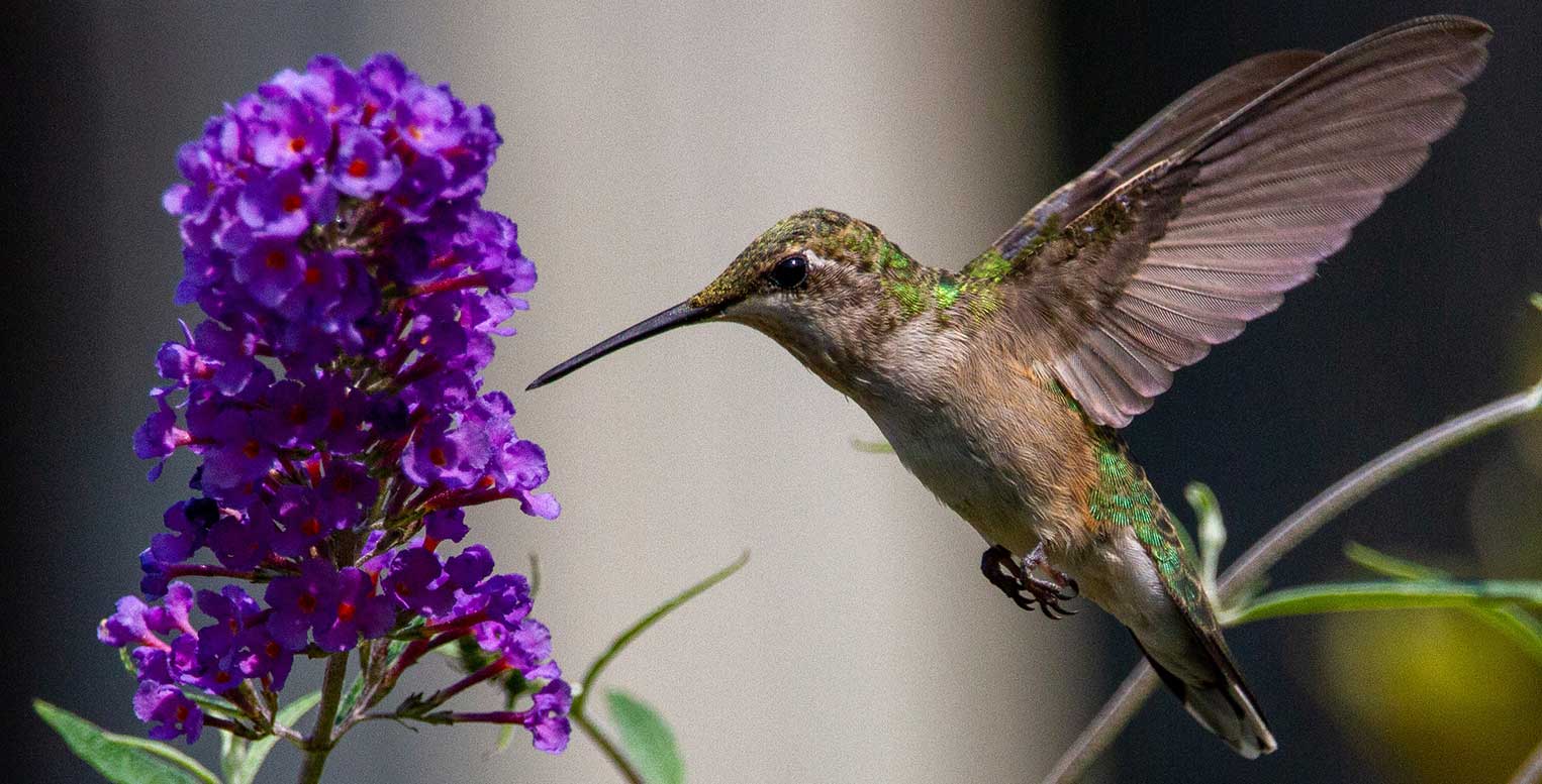 Flowers For Hummingbirds - Goffle Brook Farms