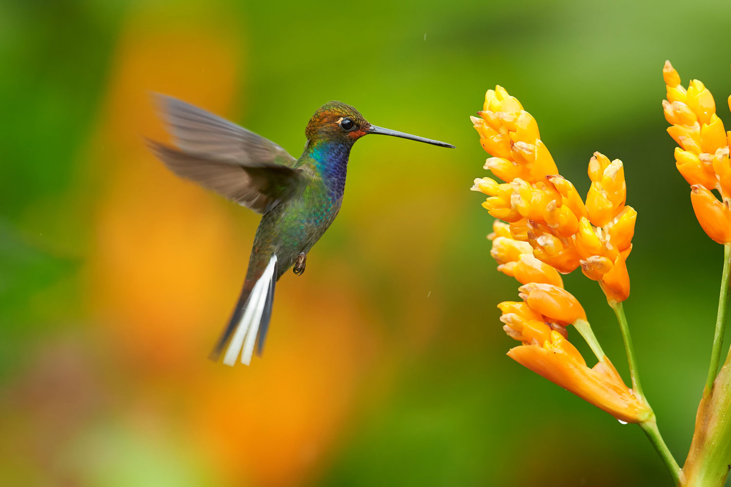 Attracting Hummingbirds - The Farm at Green Village