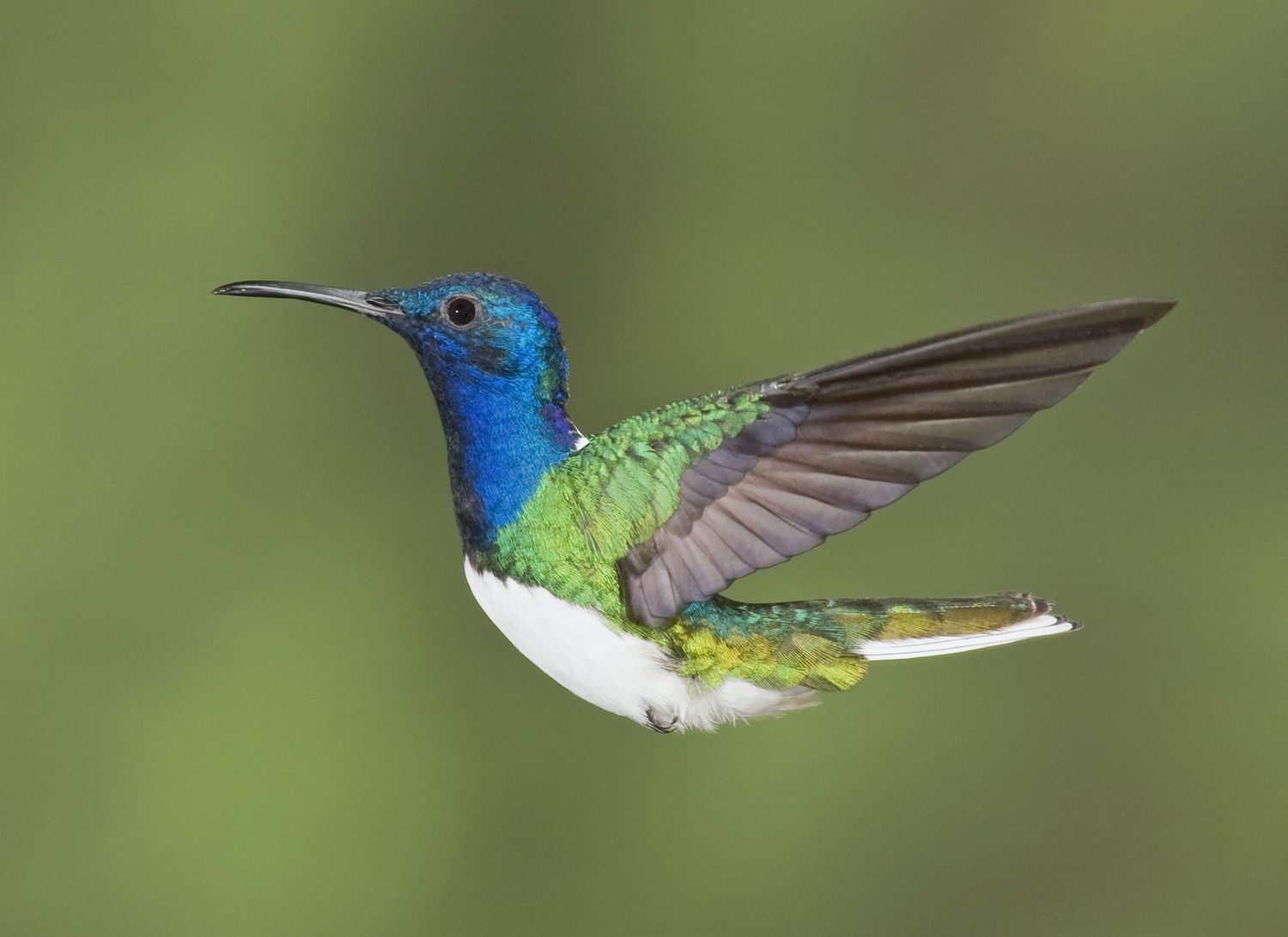 A hummingbird in flight