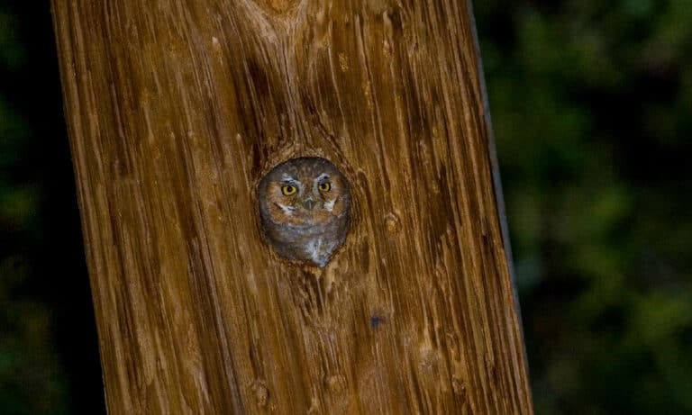 Elf Owl