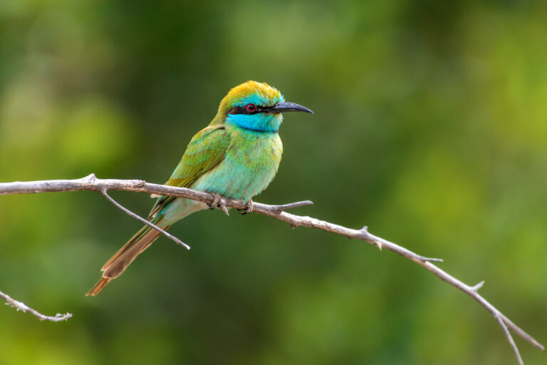 Emirate of Sharjah, Animal, Animal Wildlife, Asia, Beak