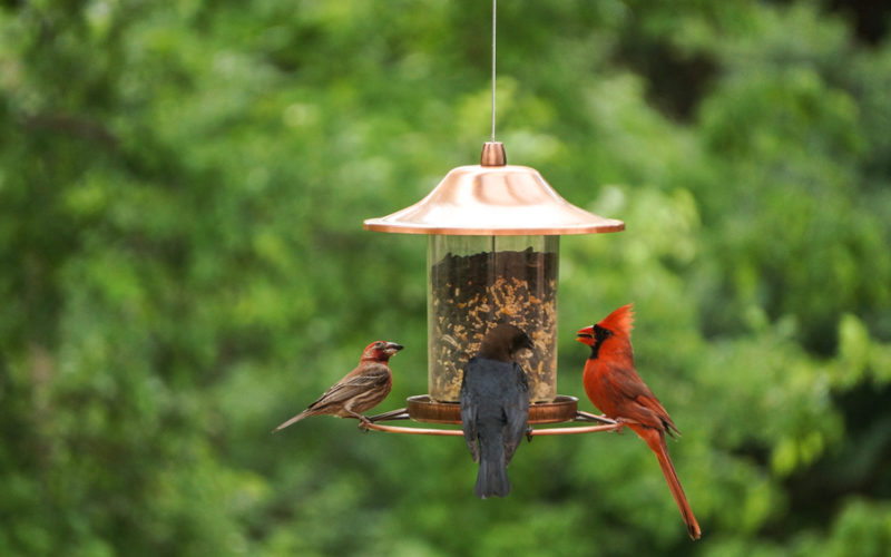 How To Attract Birds To Your Yard In 9 Steps