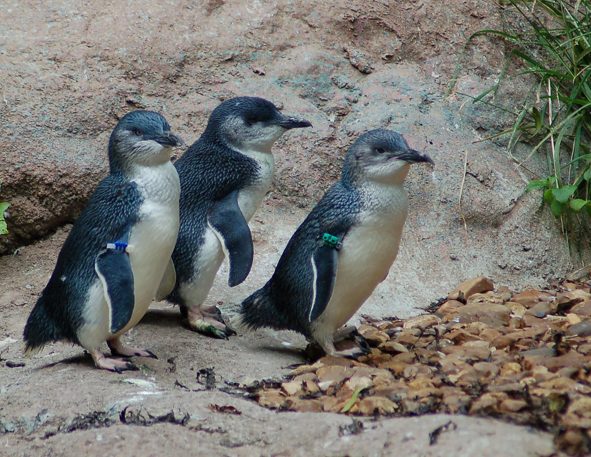 Little Blue (Fairy) Penguin | Online Learning Center | Aquarium of the  Pacific