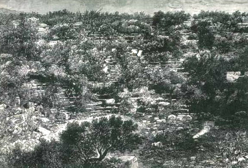 The forest on the slope of the Ancient Theater. According to one account, the photograph dates from 1867