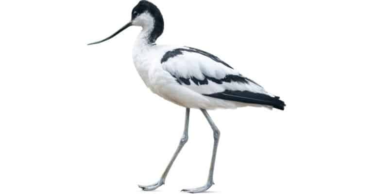 Avocet isolated on white background