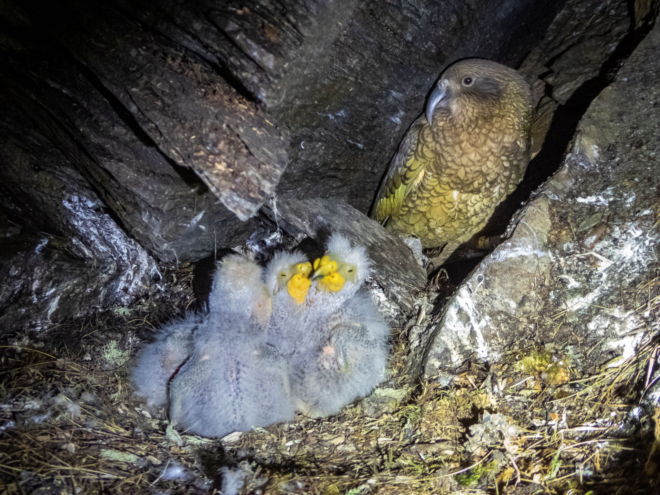 https://nguoinghe24h.com/wp-content/uploads/2024/01/kea-kaha-chicks-12sept2020-kct-c.jpg