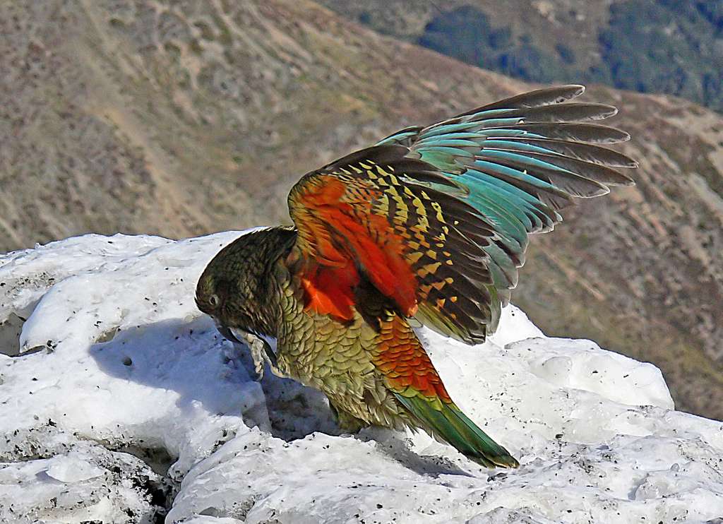 Creature Feature: Kea