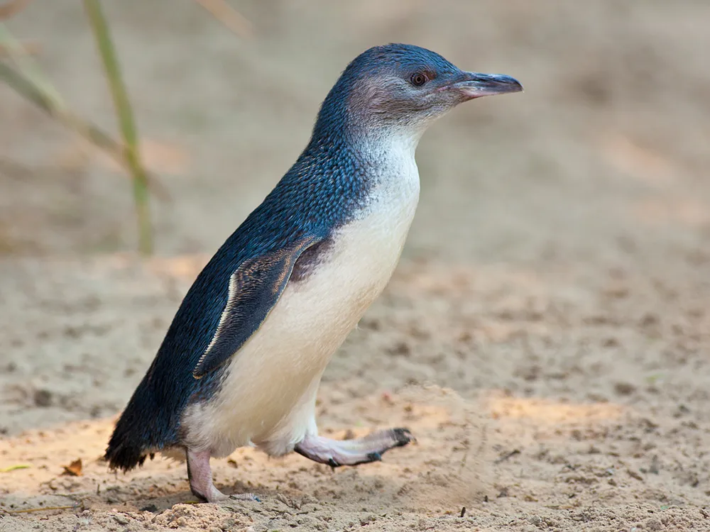 Australia Used to be a Haven for Giant Penguins | Science| Smithsonian  Magazine