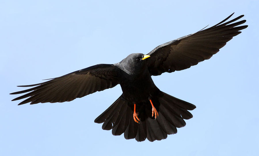 Pyrrhocorax Graculus