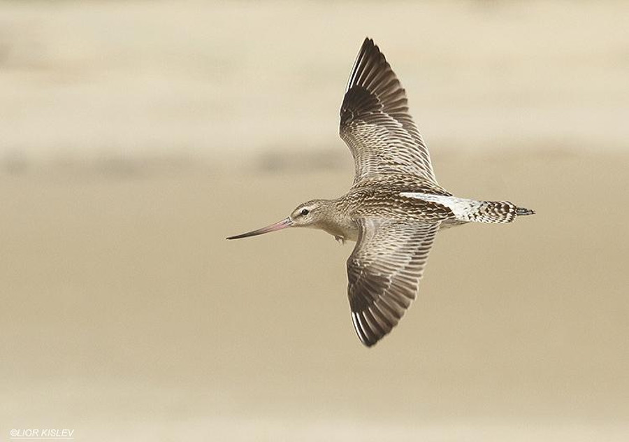 Limosa Lapponica