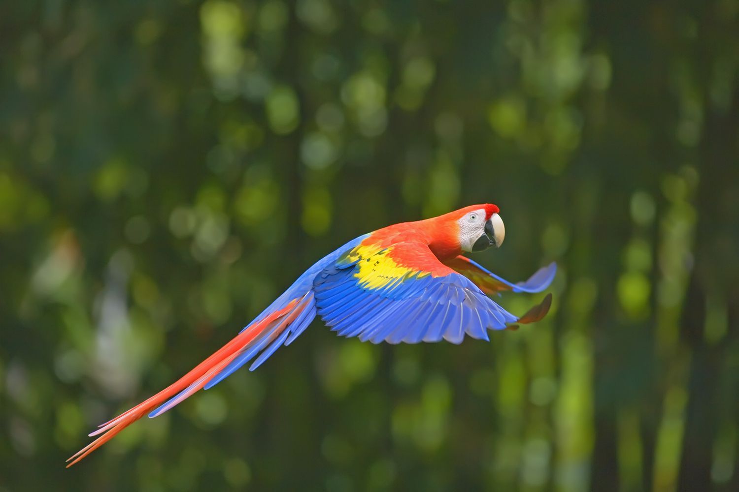 A Macaw in Flight