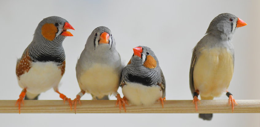 Zebra finch males sing in dialects and females pay attention |  Max-Planck-Gesellschaft