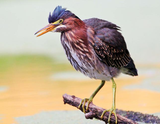 Green Heron