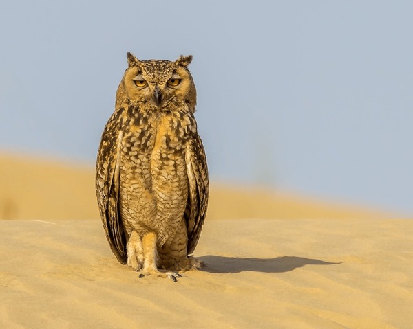 Desert Owl Royalty-Free Images, Stock Photos & Pictures | Shutterstock