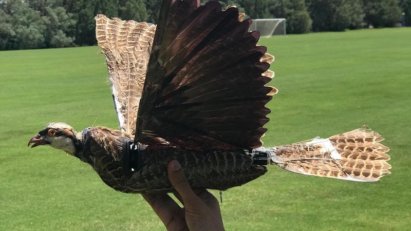 Scientists Are Making Drones From Taxidermy Birds | Smart News| Smithsonian  Magazine