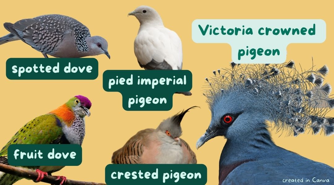 What's the difference between a pigeon and a dove? – Mongabay Kids