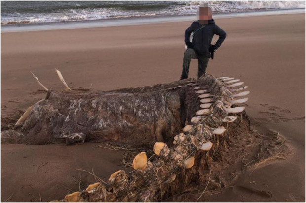 Bộ xương khổng lồ của sinh vật lạ trôi dạt vào bờ biển, nhiều dân bản xứ tin rằng đó là xác của quái vật hồ Loch Ness nổi tiếng - Ảnh 1.