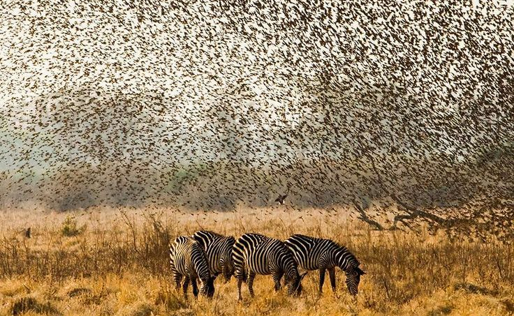 Điều gì sẽ xảy ra nếu 200.000 con chim sẻ điên châu Phi đồng loạt tấn công voi? - Ảnh 5.